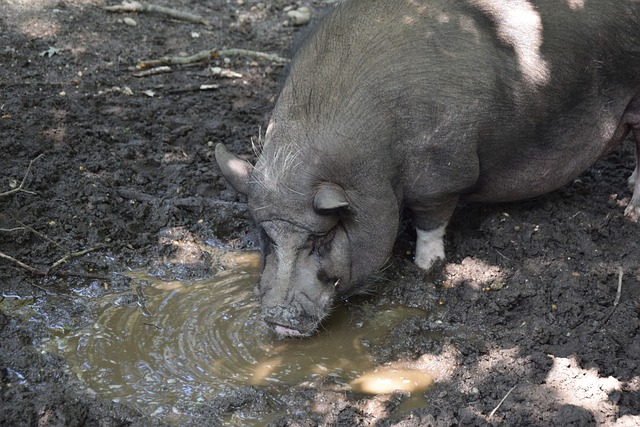 巴普蒂斯塔：如果内马尔能够恢复状态，他仍有能力为巴萨效力.